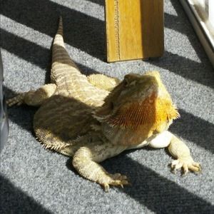 Meet your Posher, Paulina